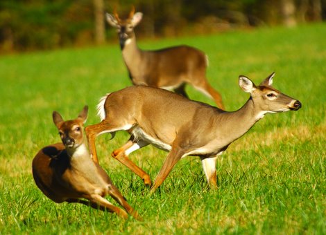 Breeding in White-tailed Fawns