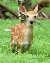 Breeding in White-tailed Fawns