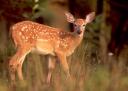 Breeding in White-tailed Fawns