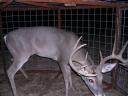 Trapping Deer Can Happen Accidentally