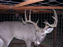 Trapping Deer Can Happen Accidentally