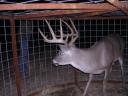 Trapping Deer Can Happen Accidentally