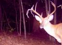 When Do White-tailed Bucks Shed Their Antlers