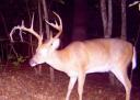 When Do White-tailed Bucks Shed Their Antlers