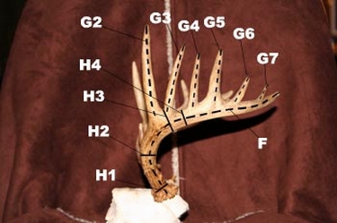 How to Score a Deer: The Antler Scoring System