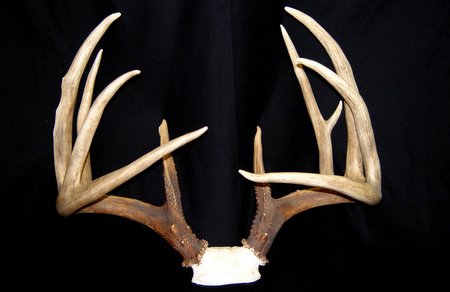 Typical and Nontypical White-tailed Antlers
