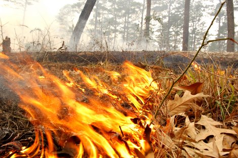 Burning for Improved White-tailed Deer Habitat