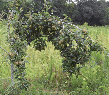 Planting Mast Producing Trees for Food Plots