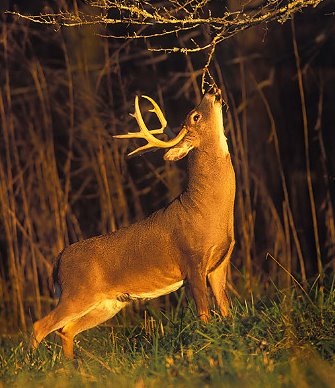 White-tailed Deer Hunting - Know Their Senses