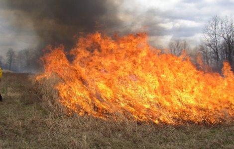 Different Fires Make for Different Habitat