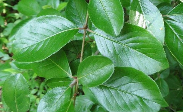 Rusty Blackhaw is Food for Deer