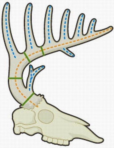 Measuring Point Length in White-tailed Deer