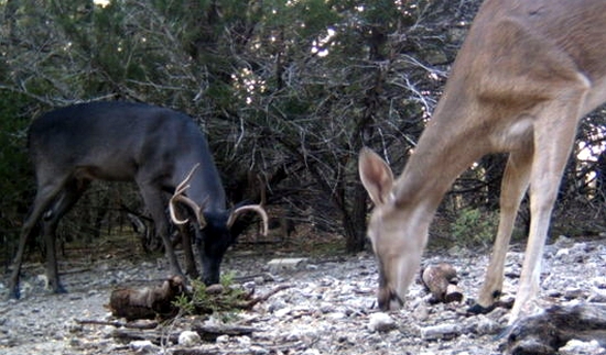 Color Variation in Whitetail: A Melanistic (Black) Buck