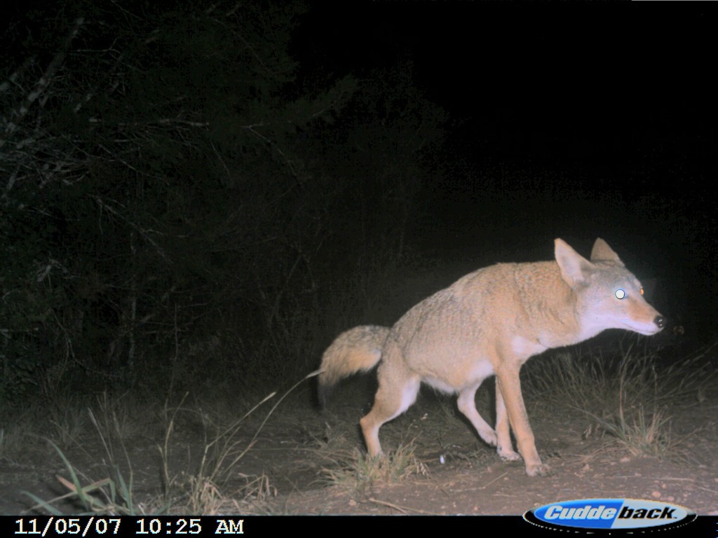 Cool Game Camera Photos