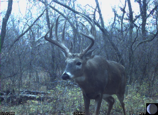 Amazing Trail Camera Photos