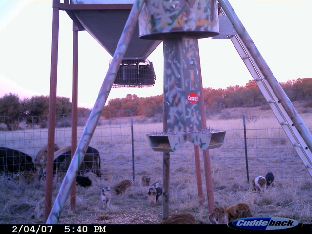 Neat Game Camera Photos