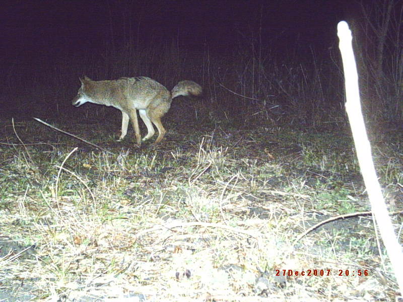 Neat Trail Camera Photos