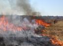 Prescribed Burning for the Management of White-tailed Deer