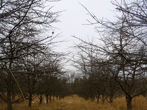 Planting Mast Producing Trees for Food Plots