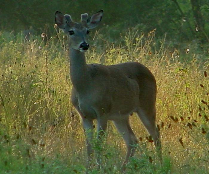 Antler Development in White-tailed Bucks