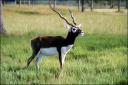 White-tailed Deer Versus Exotic Deer