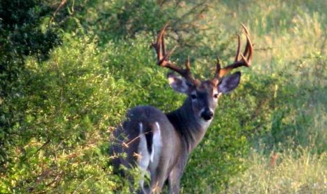 Brush Management Recommendations for White-tailed Deer