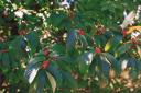 Carolina Buckthorn