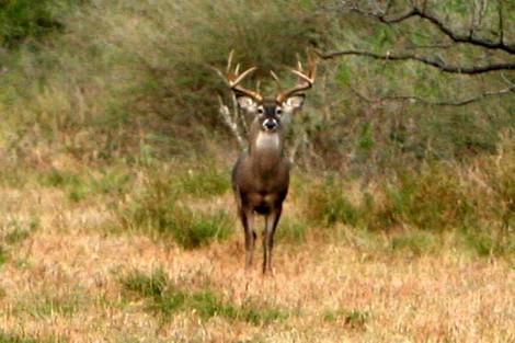 Daylight Observation Surveys Determine Deer Herd Composition