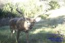 Daylight Observation Surveys Determine Deer Herd Composition