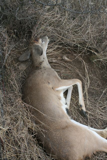 Barbed-Wire Fences and White-tailed Deer