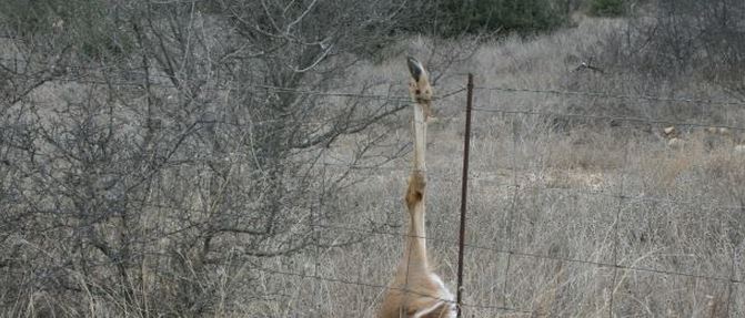 White-tailed Deer Hung in Fence by Hind Leg