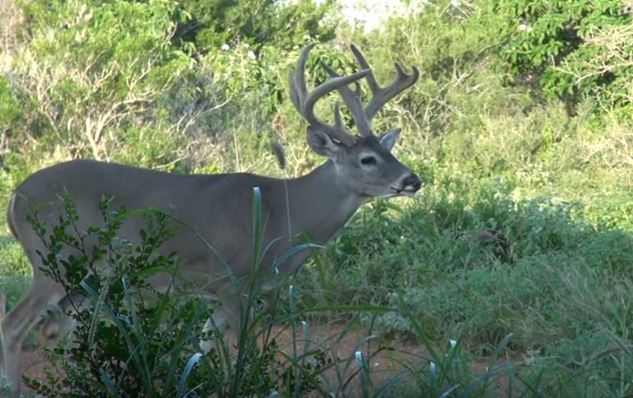 Whitetail Deer Protein Dietary Requirements