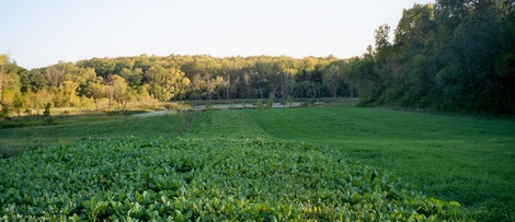 Five Important Food Plot Tips and Considerations for Wildlife