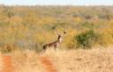 Habitat Management and Supplemental Feeding Work Together