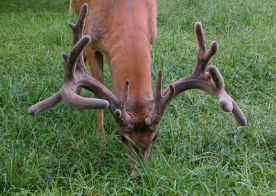 Habitat Management and Supplemental Feeding Work Together