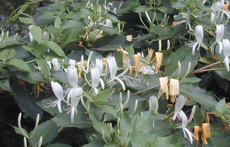 Japanese Honeysuckle is Great Deer Forage