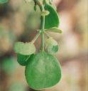 Mistletoe: Deer Love It!