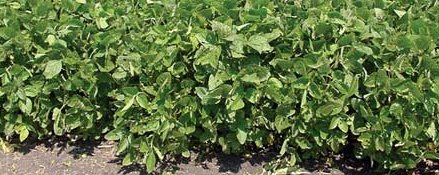 Common Food Plot Plants