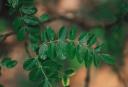 Texas Sophora: A Great Browse for White-tailed Deer