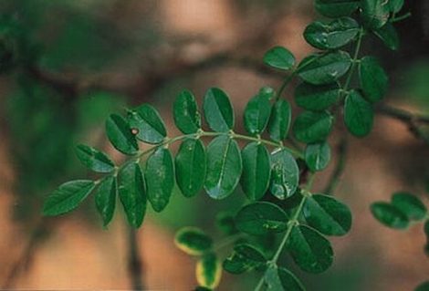 Texas Sophora: A Great Browse for White-tailed Deer