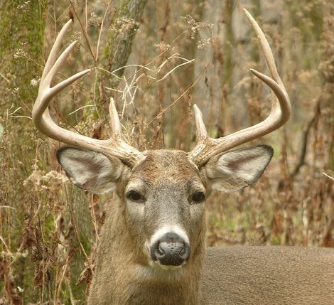 Buck on is home range