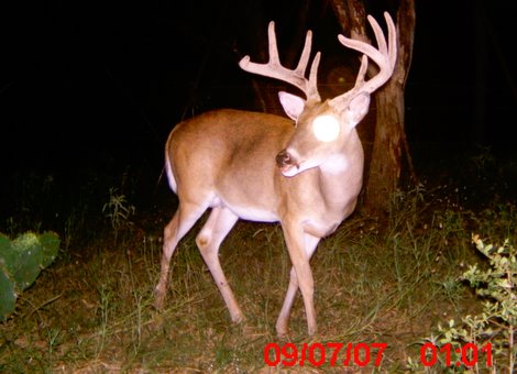 Buck caught with a game camera