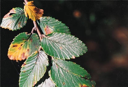 Cedar Elm is Deer Browse