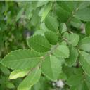 Cedar Elm is Deer Browse