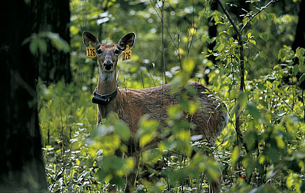 Deer research from Louisiana