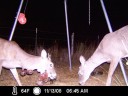 White-tailed Deer with Wart-like Tumors