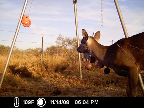 White-tailed Deer with Wart-like Tumors