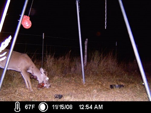 White-tailed Deer with Wart-like Tumors