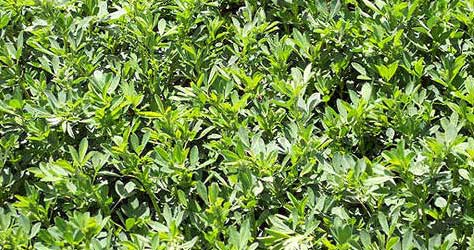 Dryland Alfalfa for Whitetail Food Plots