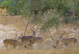 Ecological Impacts of Supplemental Feeding of Deer